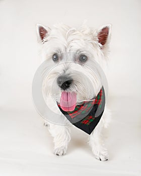 Westie photo