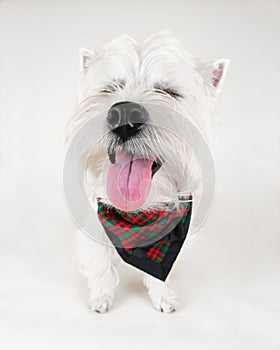 Westie