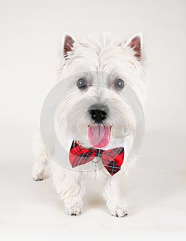 Westie photo