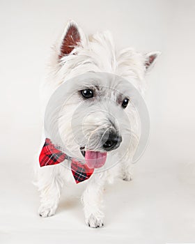 Westie photo