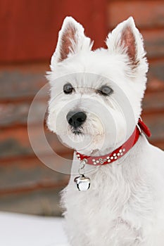 Westie
