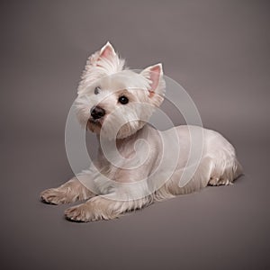 Westie photo