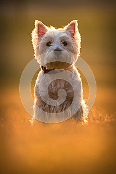 Westie dog