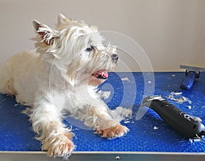 Westie dog being groomed with clippers