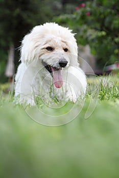 Westie dog on the green grass