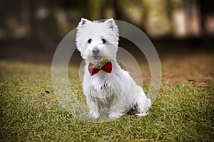 Westie dog sitting on the grass next to the pine trees photo