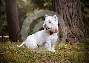 Westie dog sitting on the grass next to the pine trees photo