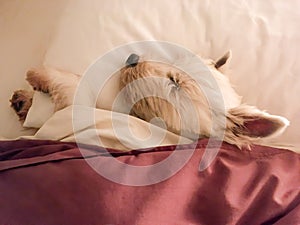 Westie dog sleeping in bed on pillow and under duvet, with copy space