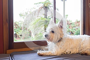 Westie dog: west highland white terrier on window seat guarding
