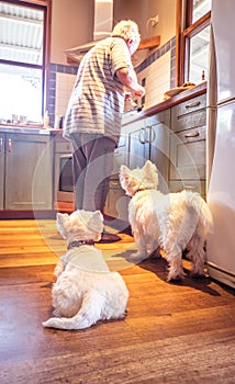 Westie dogs begging for food as retired senior male cooks in kit