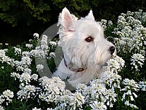 Westie In The Flowers