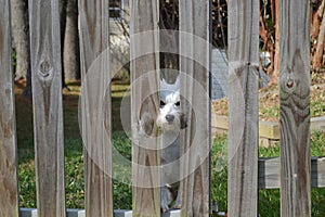 Westie Looking Through Fence