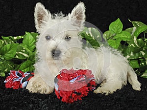 Westie Puppy