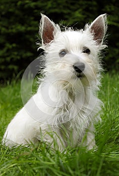 Westie puppy on grass