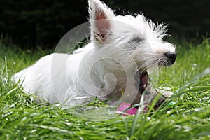 Westie puppy on grass yawning
