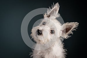 Westie Puppy Portrait