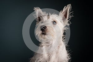 Westie Puppy Portrait