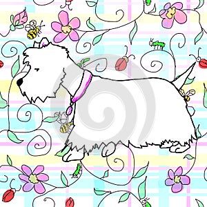 Westie in a spring plaid
