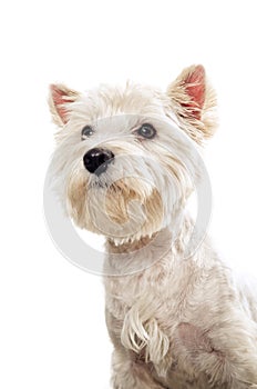 Westie terrier portrait photo