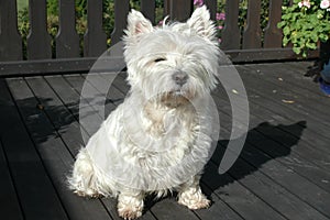 Westie at veranda front