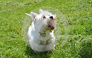Anxcious westie on the moan