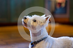 Westie west highland terrier dog in profile in kitchen looking up begging for food
