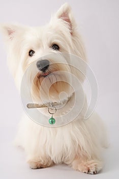 Westie (West Highland White Terrier)