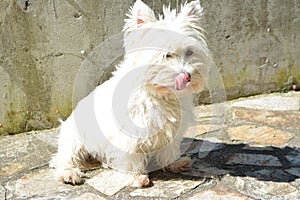 Westie in the yard