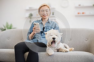 Westie yawning while smiling female with phone stroking pet