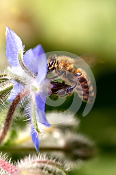 Westliche Biene oder echte Honigbiene fliegt an eine BlÃÂ¼te, photo