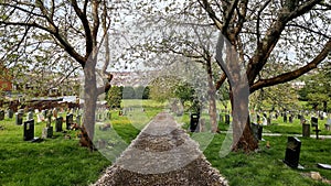 Weston Mill Cemetery Plymouth Cherry Blossom Spring uk photo