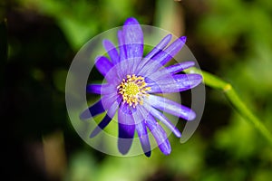 Westpark in spring in Munich, blue sky