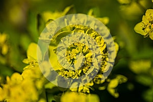 Westpark in spring in Munich, blue sky