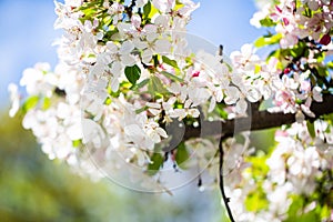 Westpark in spring in Munich, blue sky