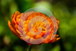 Westpark in spring in Munich, blue sky