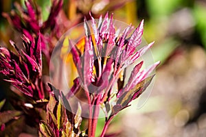 Westpark in spring in Munich, blue sky
