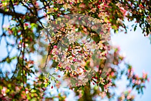 Westpark in spring in Munich, blue sky