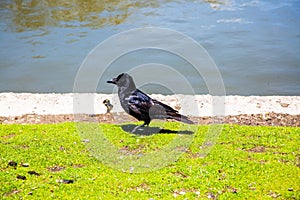 Westpark in spring in Munich, blue sky