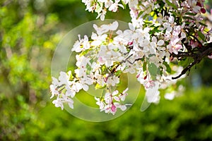 Westpark in spring in Munich, blue sky