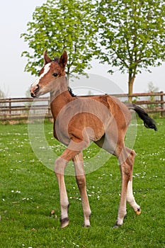 Westphalian foal