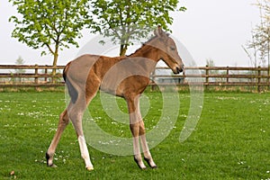 Westphalian foal in a paddock
