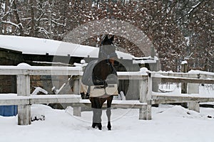Westphalian horse in paddock in the snow in winter
