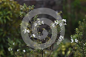 Westringia fruticosa Coast rosemary