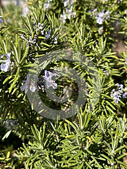 Westringia fruticosa, coastal rosemary or coastal westringia close up