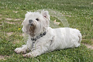 Westy breed dog lying on the grass