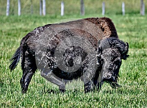 A Wet Adult Bison At Fermi Lab #1 photo