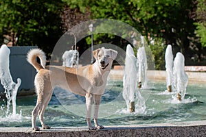 Wet adult female dog standing and looking next to a fountain