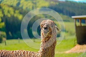 Wet Alpaca, Alpaka, Lama Portrait