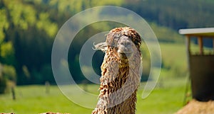 Wet Alpaca, Alpaka, Lama Portrait