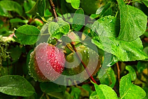 Wet Apples